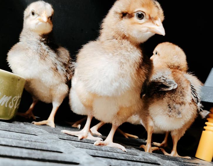 Bijlichten in de donkere maanden